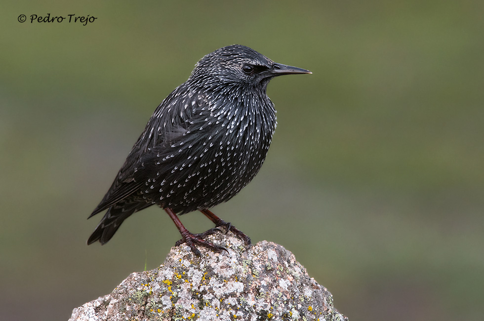 Estornino negro (Sturnus unicolor)